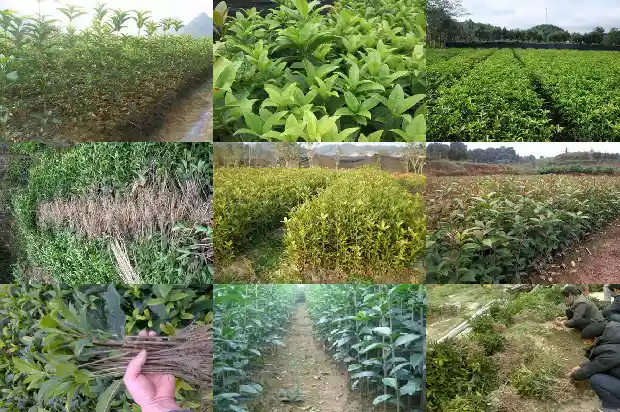 八月桂花树什么时候种植好活1688948344421