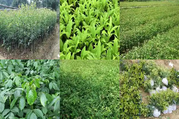 哪里产桂花树最多的地方1683940832837
