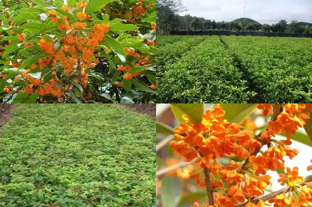哪里产桂花树最多的地方1683940832885