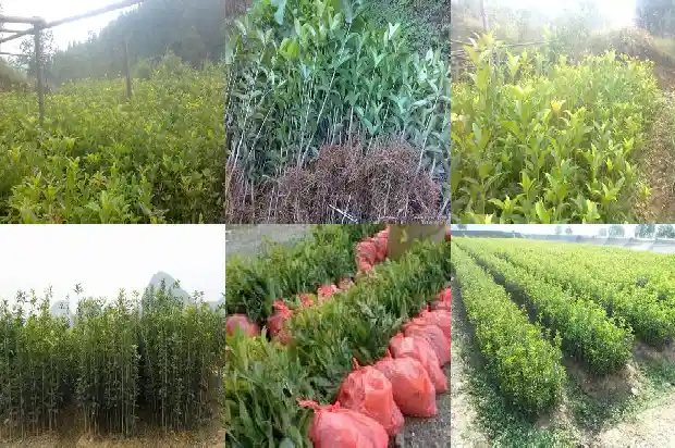 十二公分桂花树施肥量多少克呢1688433763564