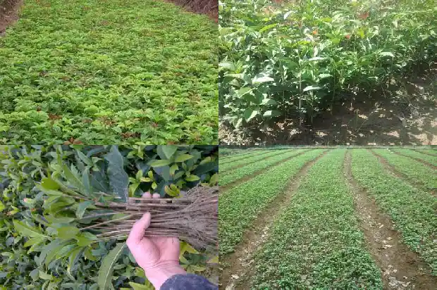 哪里产桂花树品种多一点1683940853023