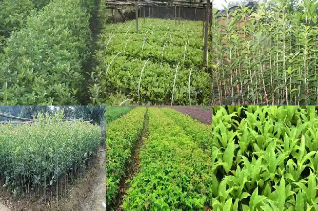 桂花树什么种类1683940864657