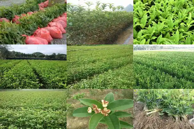 桂花树什么种类好?1683940872059