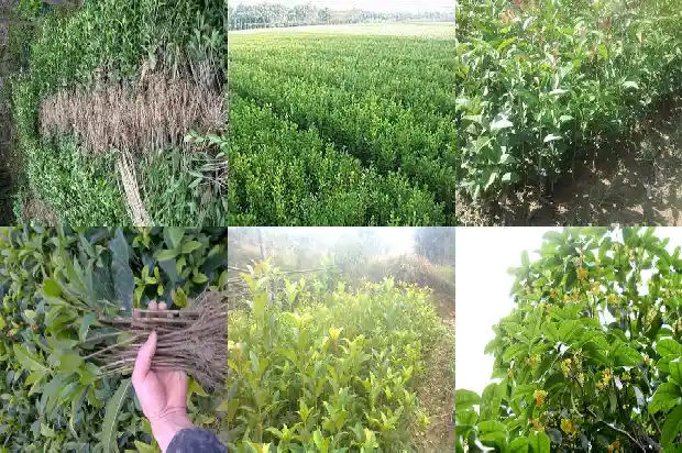 桂花树什么种类好?1683940872107