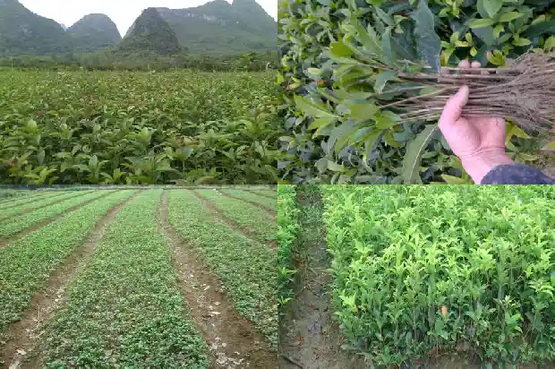 桂花几月份开花几年的时候开花1683940879722