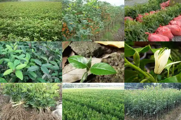 野生桂花几月份开花的最好1683940891488