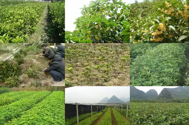 移栽桂花树的最佳时间和方法1688948360246