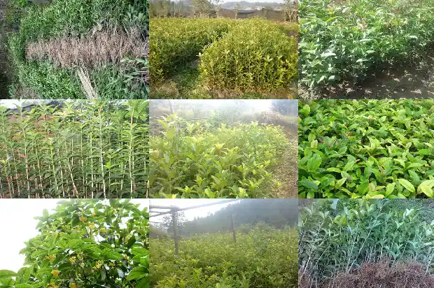 野生桂花几月份开花的最好1683940891584