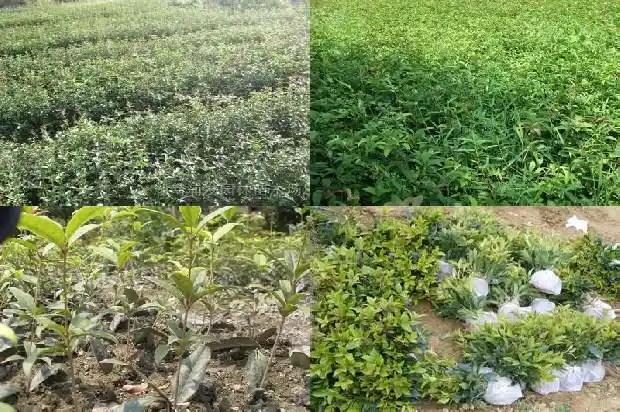 野生桂花几月份开花的最好1683940891631
