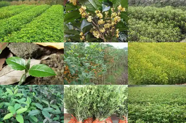 桂花哪时候开花?1683940901250