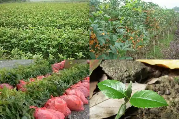 桂花哪时候开花?1683940901345