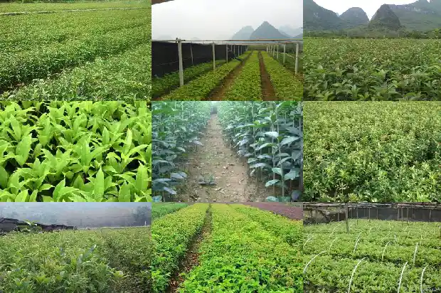 桂花的什么时候开花1683940910939