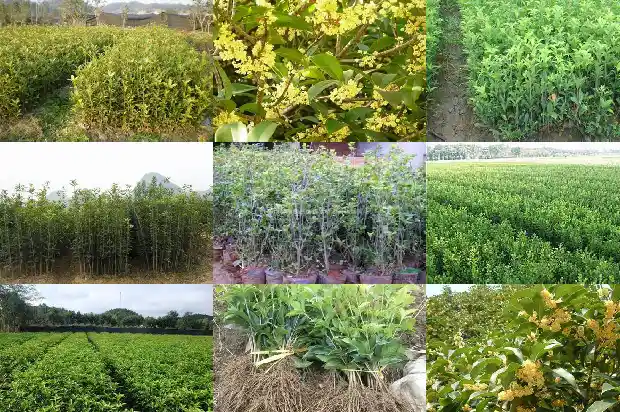 桂花什么季节开花的1683940922653