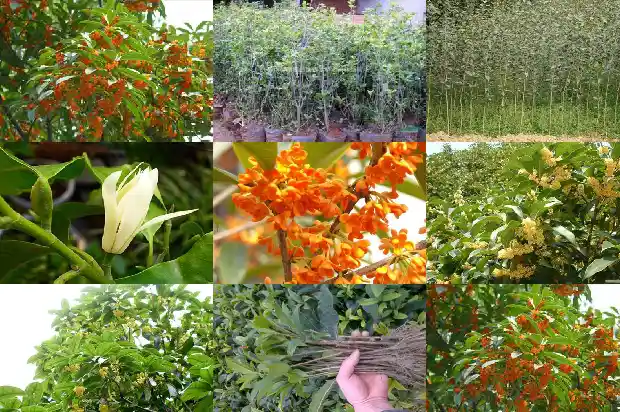 桂花什么季节开花的1683940922701