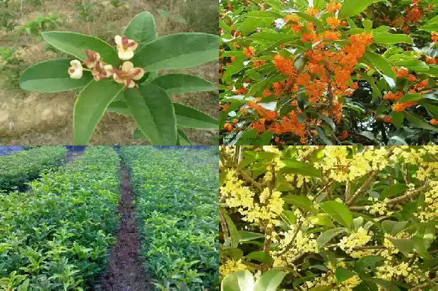 桂花是在什么季节开花1683940936024