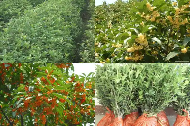 桂花是在什么季节开花1683940936072