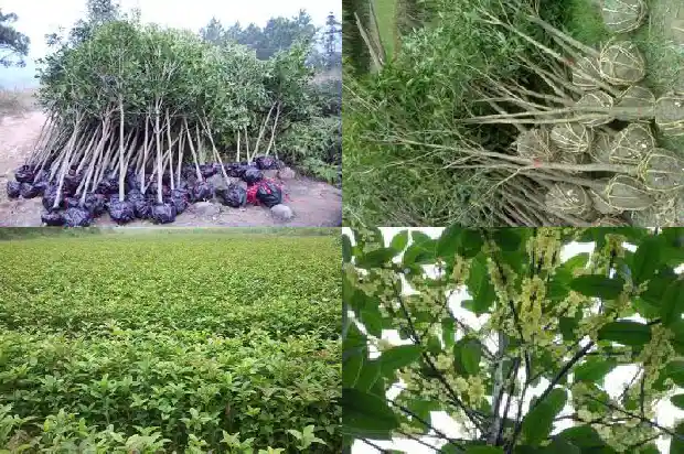 桂花是在什么季节开花1683940936119