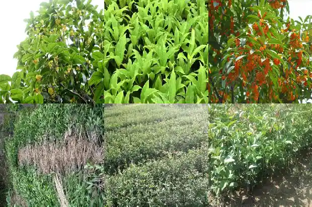 桂花是在什么季节开花1683940936167