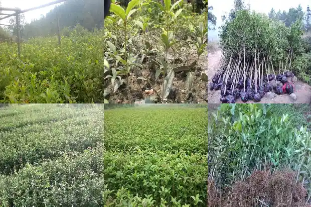 桂花是几月种植几月开花几月结果1683940945924