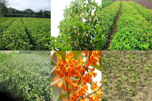 桂花是几月种植几月开花几月结果1683940945971