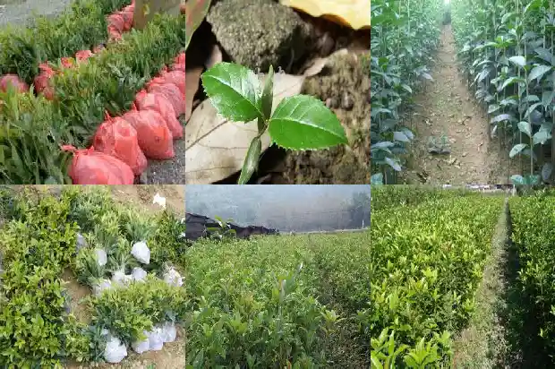 桂花是几月种植几月开花几月结果1683940946019