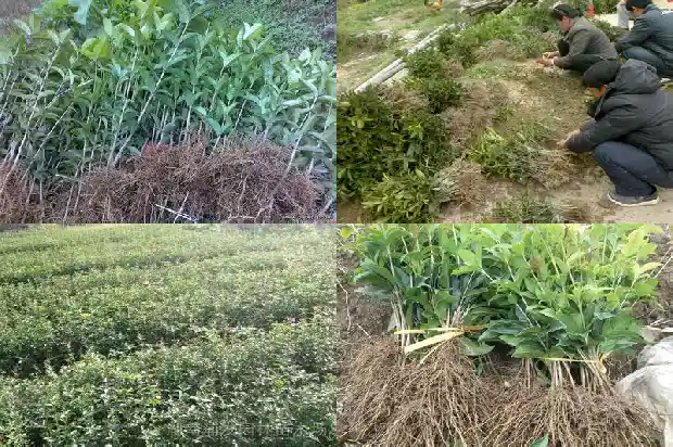 买哪种桂花树好养活一些1688692152240
