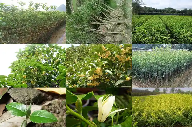 桂花几月份开花开什么颜色的?1683940965703