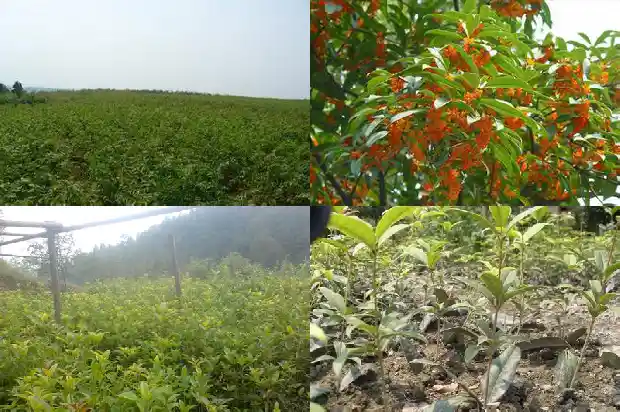 桂花几月份开花开什么颜色的?1683940965750