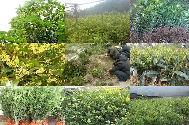 桂花几月份开花开什么颜色的?1683940965798