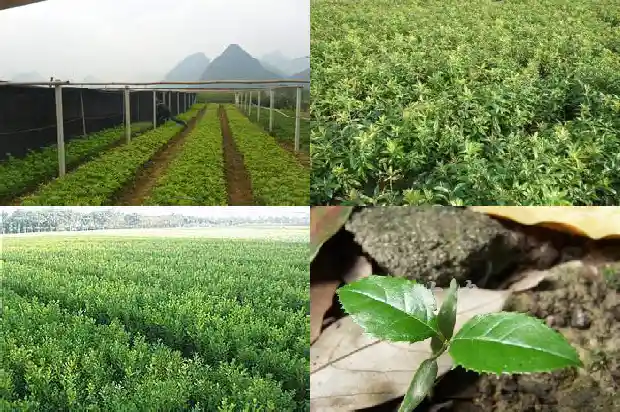 桂花树有开白花的吗1683940995470