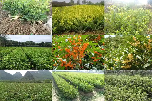 桂花什么几月开花1683941012625