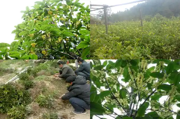 家里面养桂花树好吗1684064835952