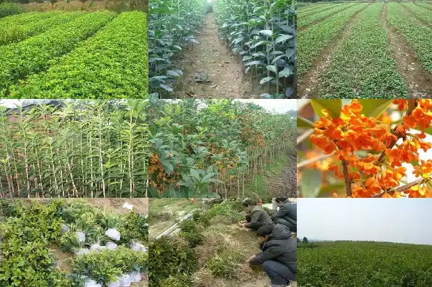 家里面养桂花树好吗1684109323837