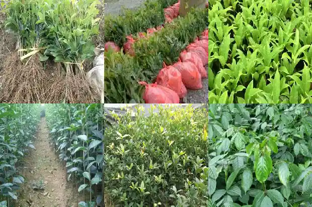 买来的桂花树怎么种植1684109553550