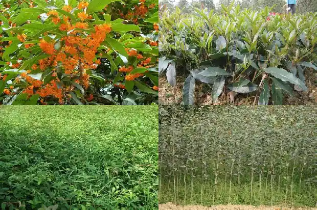 买来的桂花树怎么种植1684109553598