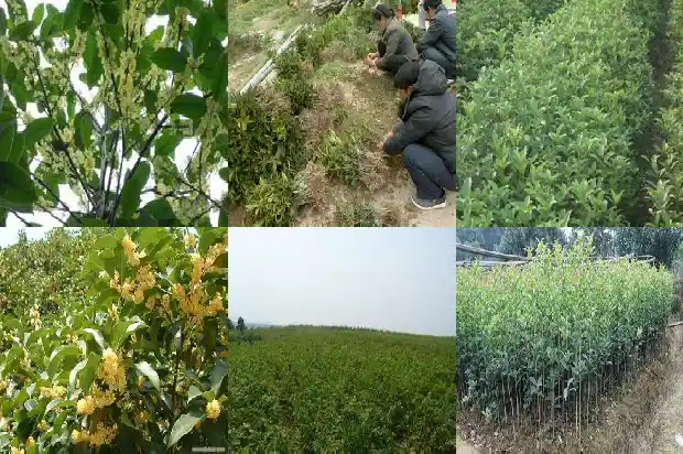 买来的桂花树怎么种好1684109617326