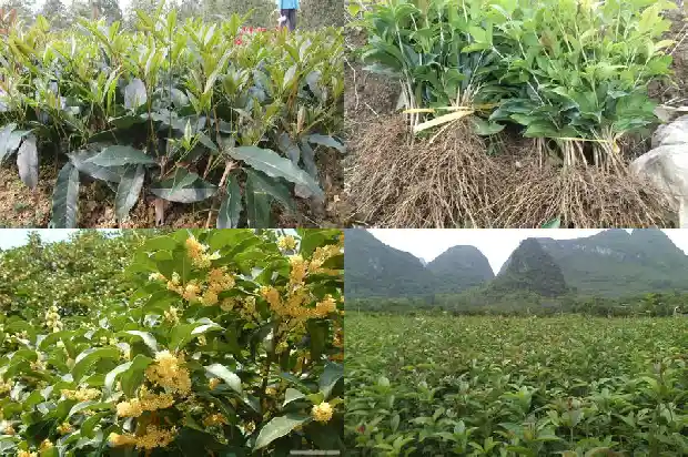 买来的桂花树怎么种好1684109617374