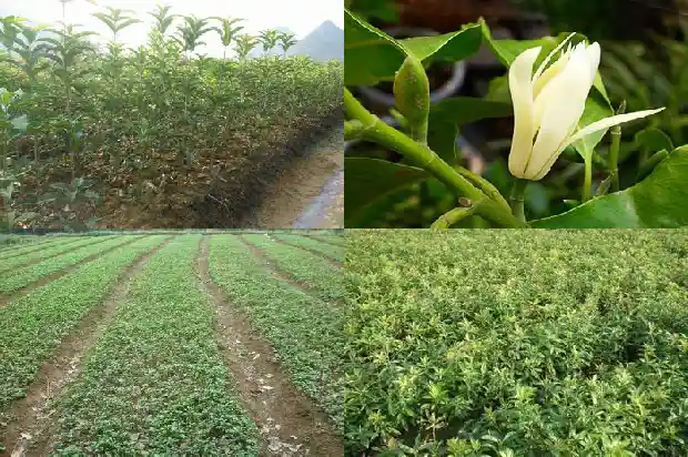 桂花树怎么卖的好呢1684109674734