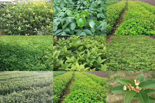 桂花树怎么卖的好呢1684109674782