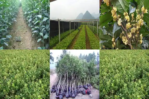 桂花树怎么卖的好呢1684109674829