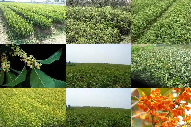桂花树怎么卖的贵一点1684109739621