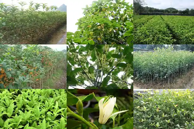 桂花树怎么卖的贵一点1684109739669