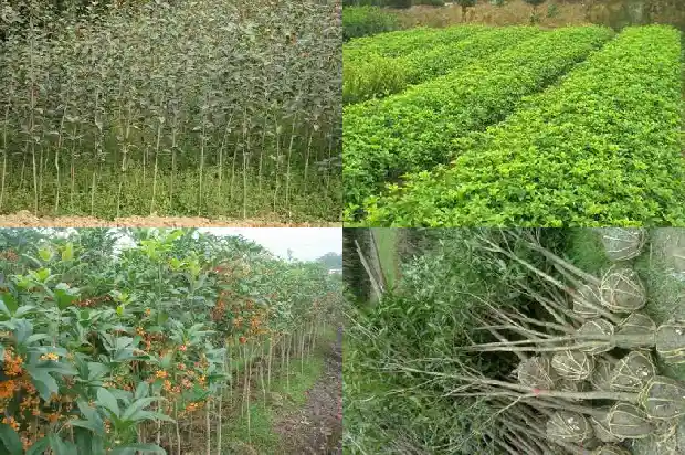 桂花一年开几次在什么时候开1688861622779
