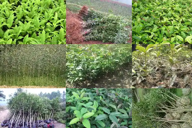 桂花树长成需要几年开花1690158542802