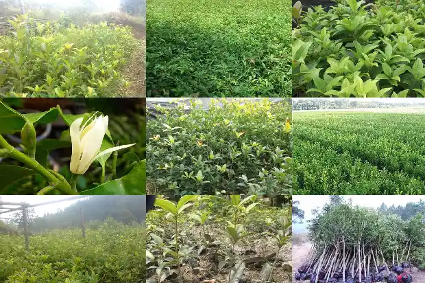 桂花和红枣能一起吃吗1689208299703