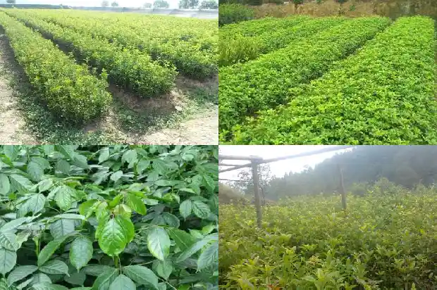 金桂花树价格最新价格表大全1690418589855