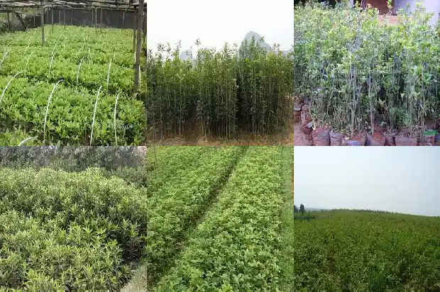 桂花树的特别之处是什么1684110092343