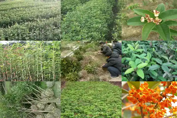 桂花树的特别之处是什么1684110092486