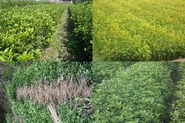 百年桂花古树1688693492865