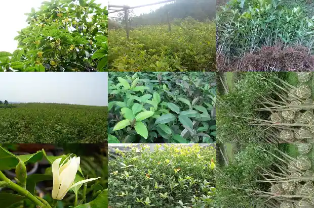 桂花树红花是金桂吗1690158405208